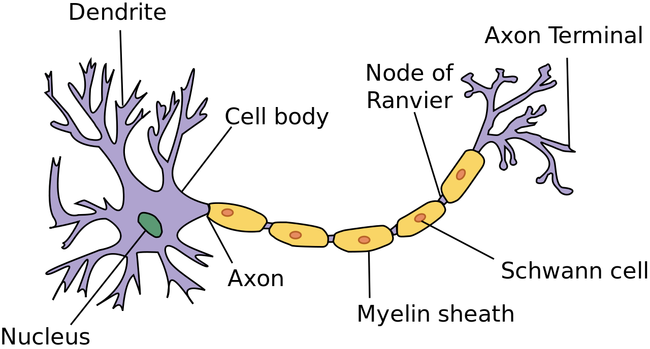 EEG Sketch of neuron